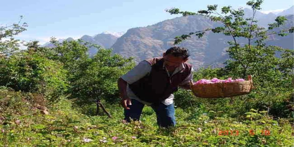 Centre for Aromatic Plants