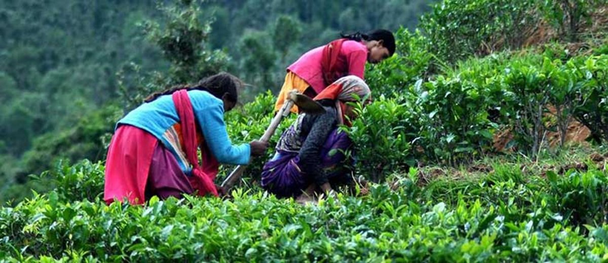 उत्तराखंड की चाय बना रही अलग पहचान, उत्पादन और रोजगार दोनों में बढ़त