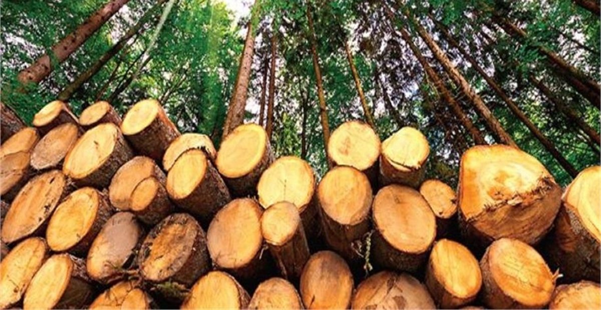 नैनीताल रोड चौड़ीकरण : 17400 पेड़ों की चढ़ेगी बलि, राजमार्ग प्राधिकरण ने काटने की मांगी अनुमति