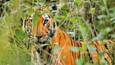 मानव-वन्यजीव संघर्ष में घायलों के लिए नई व्यवस्था… इलाज पर सरकार देगी 15 लाख रुपये