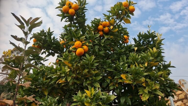 क्या सिट्रस फलों की खेती बन सकती है गेमचेंजर! आह माल्टा…वाह माल्टा