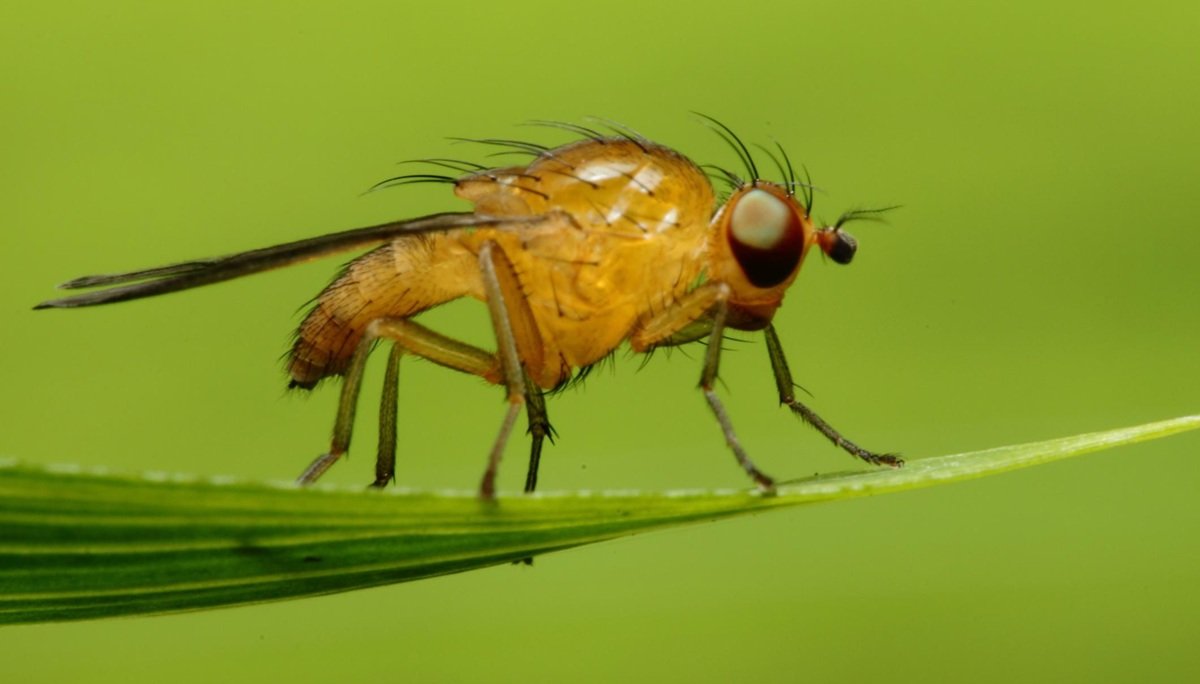 जैव विविधता में Uttarakhand की धाक…नैनीताल में मिली फलमक्खी की दुर्लभ प्रजाति