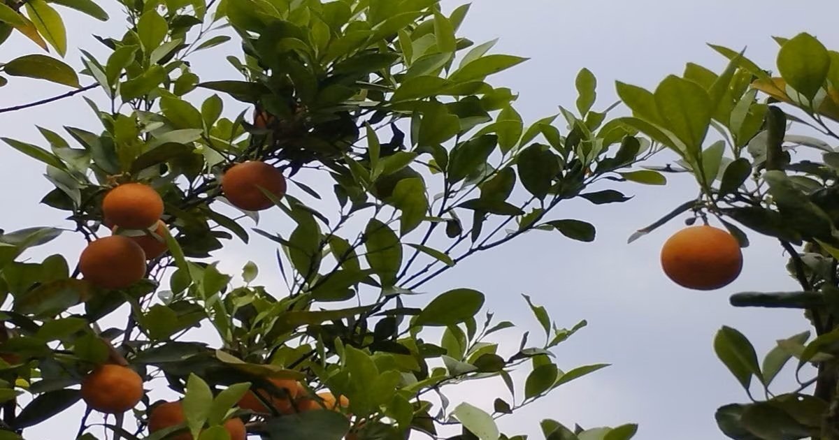 47 डिग्री में भी फल देगा चाइना ऑरेंज, पंतनगर किसान मेला में बना आकर्षण