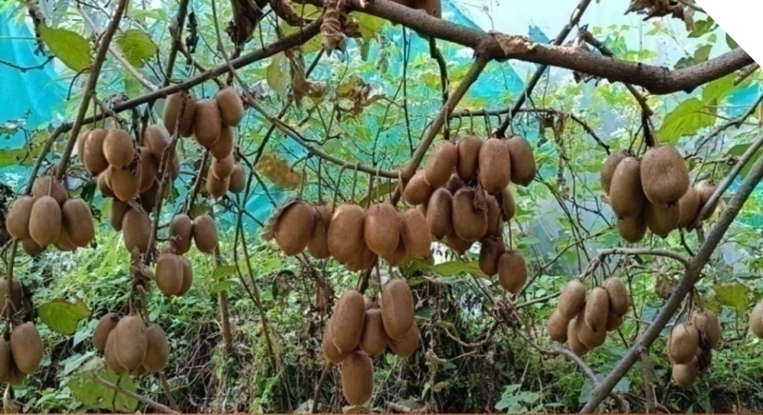 पहाड़ की बदली तस्वीर: बागेश्वर में रिवर्स माइग्रेशन से आत्मनिर्भर बन रहे युवा